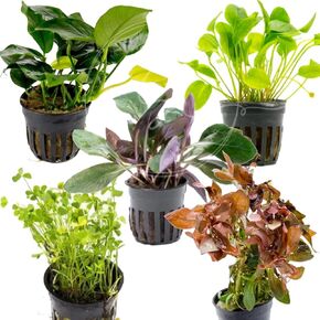 مخلوقات السباحة نبات زهقرني (1 باقة) نباتات أحواض السمك الحية في المياه العذبة Ceratophyllum demersum in Kuwait