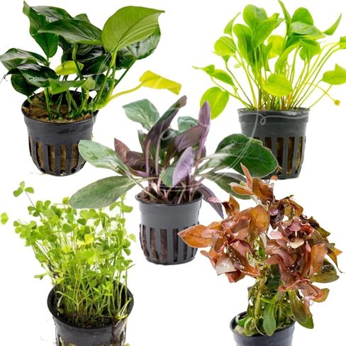 مخلوقات السباحة نبات زهقرني (1 باقة) نباتات أحواض السمك الحية في المياه العذبة Ceratophyllum demersum in Kuwait