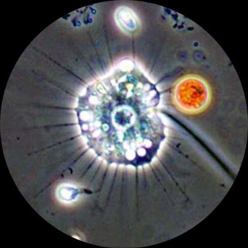 AmScope T390A-PCS مجهر ثلاثي العينيات مركب احترافي، تكبير 40X-1600X، عدسات WF10x وP16x، مجال مشرق وتباين الطور، إضاءة هالوجين، مكثف آبي، مرحلة ميكانيكية مزدوجة الطبقة، تبديل تلقائي 110 فولت - 220 فولت، يتضمن 3 فا in Saudi Arabia