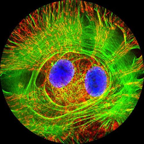 AmScope Binocular Compound Microscope EPI - Fluorescence in Saudi Arabia