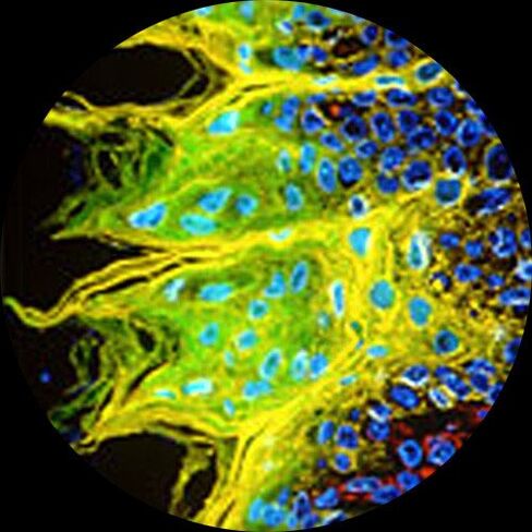 AmScope Binocular Compound Microscope EPI - Fluorescence in Saudi Arabia