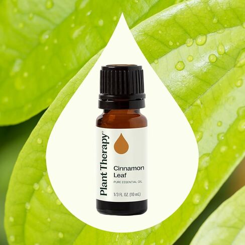 زيت أوراق القرفة العطري العطري من بلانت ثيرابي، 10 مل (14 مل) نقي 100%، غير مخفف، درجة علاجية in Saudi Arabia