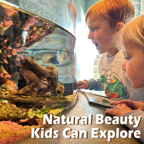 6 قطع من الخشب الطبيعي لحوض السمك وخزان الزواحف، 3-6 بوصات ديكور خشبي فريد لخزان الأسماك والسلاحف والسحالي والثعابين والخشب الطبيعي لديكور المنزل in Kuwait