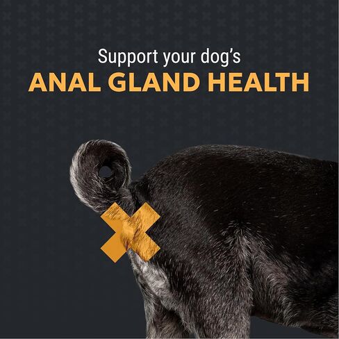 Nutramax Filaquin Anal Gland Supplement for Dogs, from The Same Company as Cosequin & Proviable, with Pre & Postbiotics and Psyllium Husk Fiber to Support Anal Gland Health, 90 Count Soft Chews in Saudi Arabia
