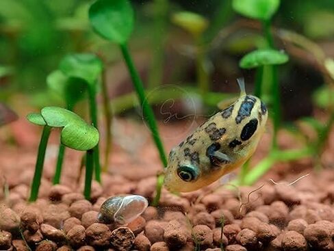 Swimming Creatures™ Most Popular Freshwater Aquarium Fish Collection, Live (4 Dwarf Puffer Fish) in Saudi Arabia