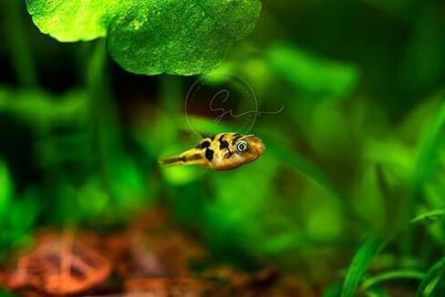 Swimming Creatures™ Most Popular Freshwater Aquarium Fish Collection, Live (4 Dwarf Puffer Fish) in Saudi Arabia
