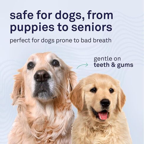 Petpost | Fresh Breath Foam for Dogs - Mint & Apple Flavored Dental Solution That Eliminates Bad Breath - Natural Tooth Cleaning Treatment 5 oz. in Saudi Arabia