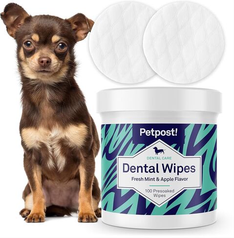 Petpost | Fresh Breath Foam for Dogs - Mint & Apple Flavored Dental Solution That Eliminates Bad Breath - Natural Tooth Cleaning Treatment 5 oz. in Saudi Arabia