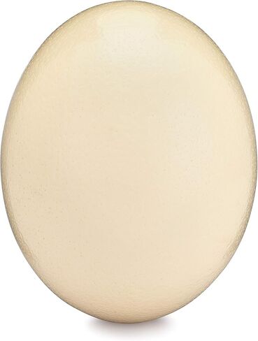 غلاف بيض نعام فارغ ممتاز للحرف اليدوية والديكور والرسم - منفوخ وتنظيفه، جاهز لصياغة المشاريع والتزيين - مثالي للعرض in Kuwait