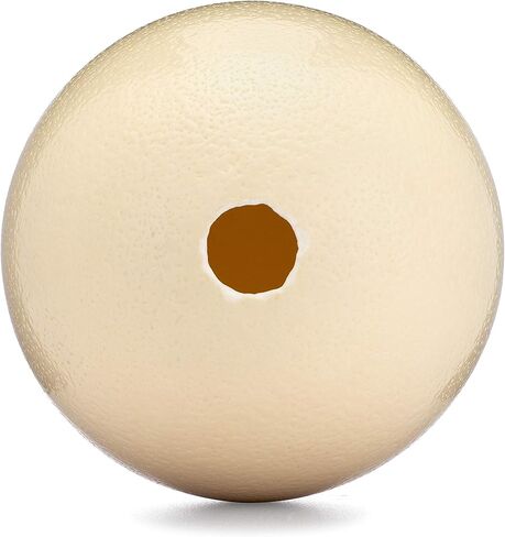 غلاف بيض نعام فارغ ممتاز للحرف اليدوية والديكور والرسم - منفوخ وتنظيفه، جاهز لصياغة المشاريع والتزيين - مثالي للعرض in Kuwait