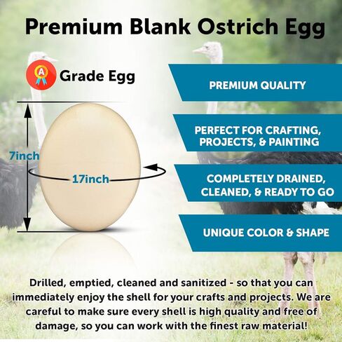 غلاف بيض نعام فارغ ممتاز للحرف اليدوية والديكور والرسم - منفوخ وتنظيفه، جاهز لصياغة المشاريع والتزيين - مثالي للعرض in Kuwait