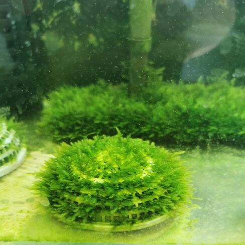 balacoo Aquatic Plant Breeding Box Hemisphere 3.14X3.14X1.57 Inch with Permeable Holes for Freshwater Fish Tank Isolation and Water Grass Holder in Saudi Arabia