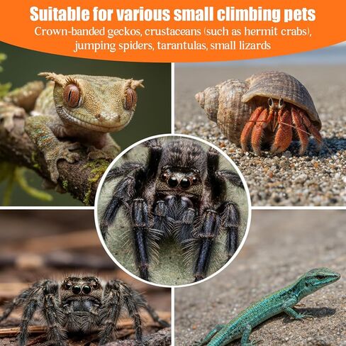 6 Pcs Crested Gecko Food Dish Water Bowl Silicone Reptile Feeding Cups Crested Gecko Tank Accessories for Reptile Tanks Hermit Crab Tortoise Small Pet 6 Colors in Saudi Arabia