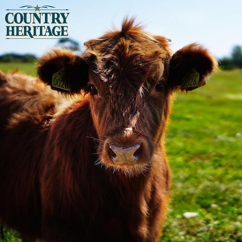 Country Heritage All Stock 12% Protein Textured Feed Multipurpose Diet for Horses, Cattle, Sheep and Goats 50 Pounds in Kuwait