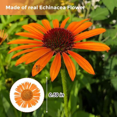 60PCS Dried Flowers for Resin, Orange Pressed Dry Needle Chrysanthemum Flowers for Candle Making Desk Lamp Craft DIY Jewelry Phone Case House Decoration in Saudi Arabia