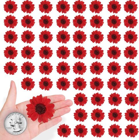 60PCS Natural Small Dried Sunflowers for Resin, Red Real Pressed Sunflower Dry Sunflowers for Crafts DIY Epoxy Resin Mold Jewelry Candle Scrapbooking Card Making Home Wedding Decoration in Saudi Arabia