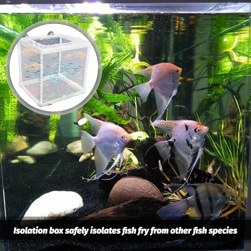 2 Pack Fish Breeder Box for Aquarium,Breeder Box for Fish Tank,Breeding Box for Fish Tank,for Aquarium Juvenile Fishes Separation Net Fry Hatchery with Suction Cups in Saudi Arabia