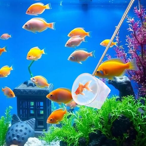 شبكة حوض السمك 4 بوصة، شبكة سمك لخزان الأسماك مع مقبض طويل قابل للتمديد من الفولاذ المقاوم للصدأ بطول 8.6 بوصة إلى 39 بوصة، شبكة صغيرة مستديرة دقيقة من الروبيان، أداة قشط بقايا الطعام من البركة للأسماك الروبيان in Saudi Arabia