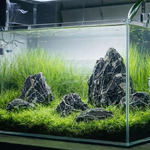 حجر سيريو طبيعي مقاس 6.1-8.1 بوصة، 6 قطع صخور كبيرة لأحواض السمك من أجل المناظر المائية وتخطيطات إيواجومي ومرابي حيوانات وديكور حوض السمك in Kuwait