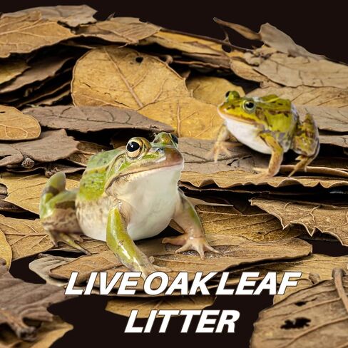 MAQIHAN 7 OZ Dry Oak Leaf Litter - Leaf Litter for Reptiles Oak Leaves for Isopods Live Substrate for Snakes, Frogs, Isopods, Terrarium Bedding in Kuwait