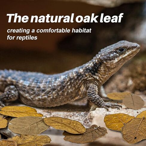 MAQIHAN 7 OZ Dry Oak Leaf Litter - Leaf Litter for Reptiles Oak Leaves for Isopods Live Substrate for Snakes, Frogs, Isopods, Terrarium Bedding in Kuwait