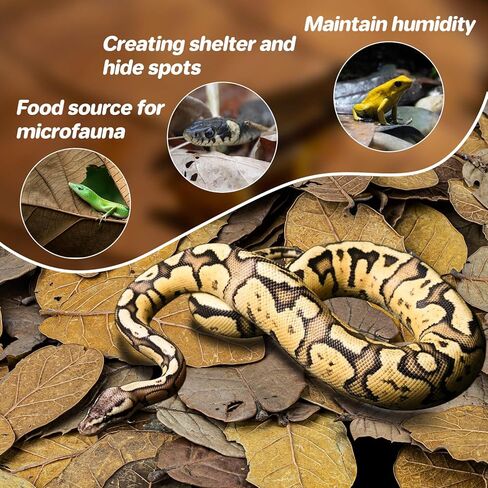 MAQIHAN 7 OZ Dry Oak Leaf Litter - Leaf Litter for Reptiles Oak Leaves for Isopods Live Substrate for Snakes, Frogs, Isopods, Terrarium Bedding in Kuwait