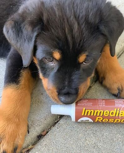 Immediate Response for Large Animals – Digestive Support Paste for Diarrhea, Scours & Gut Stress – Multi-Species First Aid Formula – 80ml Tube in Saudi Arabia