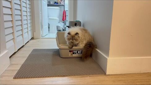 XL Extra Large Cat Litter Box Trapping Mat Honeycomb Tracking Catcher for Indoor Floor, Washable Waterproof Kitty Litter Tray Pads, Keep Your Home Easy Clean, Non Slip and Deodorizing 36x30 Inch in Saudi Arabia