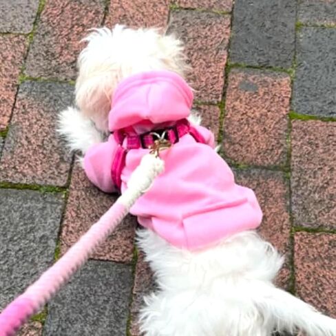 Winter Dog Hoodie Sweatshirts with Pockets and Hat Warm Dog Clothes for Small Dogs Coat Clothing Puppy Cat Custume (Medium Pink) in Saudi Arabia