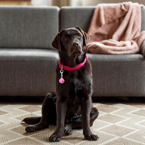 10 Pcs Pet Bells for Dog Collar, Metal Round Dog Bell Color Cat Bell Collar Charm Anti-Lost Training Loud Cat Bells with Clasp Pet Kitten Pendant Accessories for Pets Cats Dogs Collars Christmas Decor in Kuwait