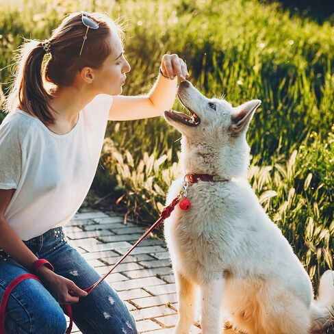 10 Pcs Pet Bells for Dog Collar, Metal Round Dog Bell Color Cat Bell Collar Charm Anti-Lost Training Loud Cat Bells with Clasp Pet Kitten Pendant Accessories for Pets Cats Dogs Collars Christmas Decor in Kuwait