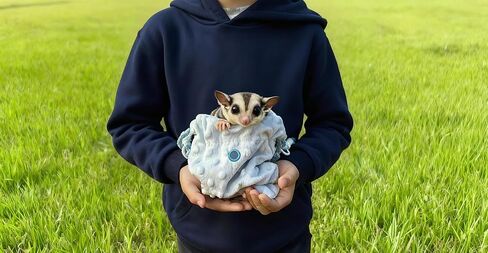 Sugar Glider Bonding Pouch Portable Drawstring Pouch Soft Sleeping Bag with Blue Braided Ribbon Small Animal Carrier- Hedgehog Hamster Ferret (Blue) in Saudi Arabia