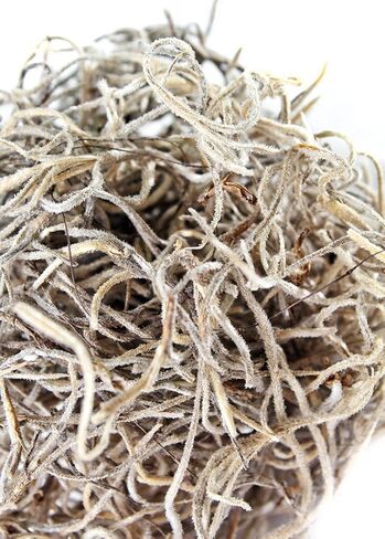SuperMoss (26901) Dried Spanish Moss – Decorative Moss for Crafts, Potted Plants, Fairy Gardens, Vase Filler, Floral Arrangements & Indoor/Outdoor Garden Projects, 120 Cu in, Natural in Saudi Arabia