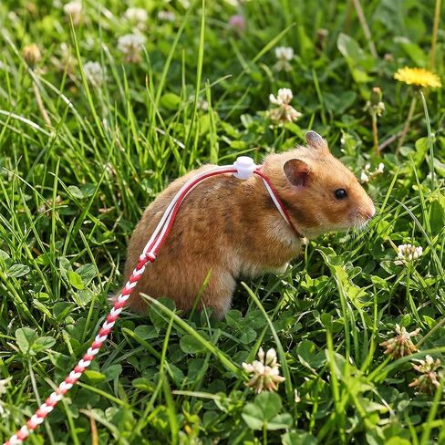 4 قطع من حزام الهامستر القابل للتعديل لخنازير غينيا، حزام من النايلون ومقود للهامستر والسناجب وخنازير غينيا والأرانب والشنشيلا in Kuwait