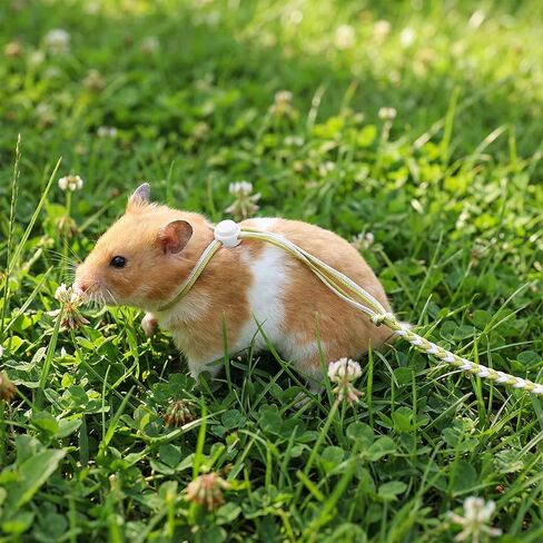 4 قطع من حزام الهامستر القابل للتعديل لخنازير غينيا، حزام من النايلون ومقود للهامستر والسناجب وخنازير غينيا والأرانب والشنشيلا in Kuwait