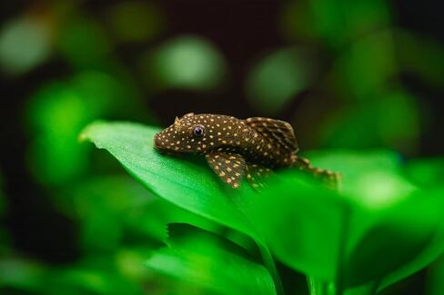 Swimming Creatures™ Pleco (Plecostomus) – أسماك أحواض المياه العذبة (الأحداث) (1 Snowflake PLECO (SHORTFIN)) in Saudi Arabia