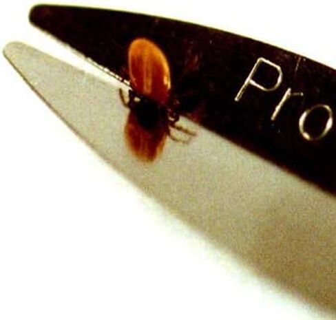 علاج ProTick (عبوتان) - مزيل القراد الصلب الدقيق، المكبر، السلسلة، بطاقة هوية القراد، معلومات معرف القراد. يساعد في التعامل مع جميع أحجام القراد من البشر والحيوانات in Kuwait