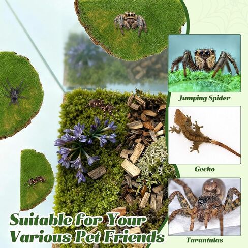 Jumping Spider Habitat Kit, Green Moss Hideout Cave and 3 Pcs Resting Feeding Platforms, Suction Cup Magnet Terrarium Decor for Jumping Spider Small Reptiles in Saudi Arabia
