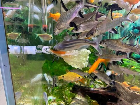 Magnetic Seaweed Fish Feeding Clip Saltwater Aquariums Magnet Veggie Feeder clamp Fish Accessories—Patented Product (2pcs Magnetic Veggie Clip) in Kuwait