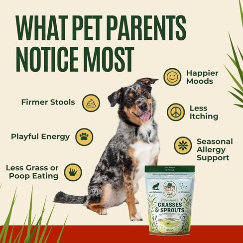 Gussy's Gut Youthful Grasses & Sprouts Dog Gut & Digestive Health Supplement- Human Grade Fermented Ingredients- Super Greens, Pre/Post & Probiotic All in One - Maintain Protocol in Saudi Arabia