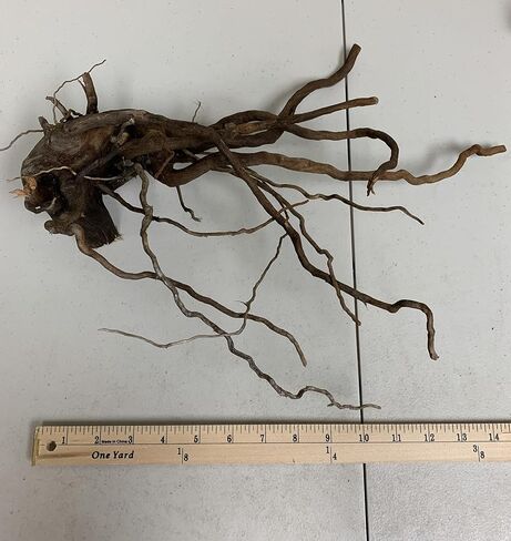 Marcus Fish Tanks 1 Spider Wood Driftwood Piece for Aquarium Natural Wood Drift Wood in Saudi Arabia