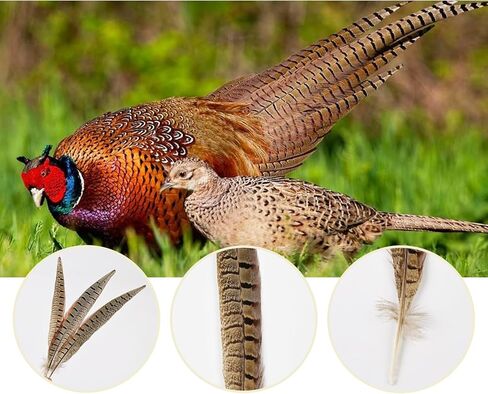 12pcs Natural Feathers Male Ringneck Pheasant Tails Feathers 10-12inch 25-30cm for Crafts Wedding Party Performance Home DIY Decoration,Male Pheasant Feathers in Saudi Arabia