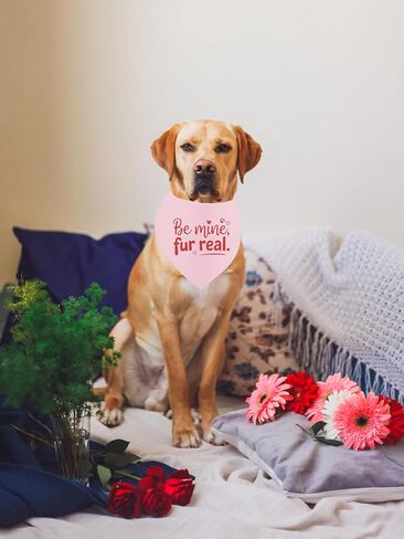 عيد الحب الكلب باندانا، لطيف يكون الألغام الحيوانات الأليفة الحب وشاح للكلاب المتوسطة الكبيرة، قلوب الوردي عصابات مضحك صور الدعامة الهدايا لمحبي أصحاب الكلاب in Kuwait