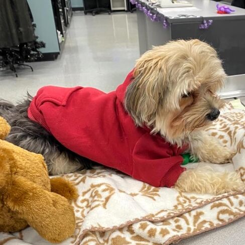Winter Dog Hoodie Sweatshirts with Pockets and Hat Warm Dog Clothes for Small Dogs Coat Clothing Puppy Cat Custume (Small Wine Red) in Saudi Arabia