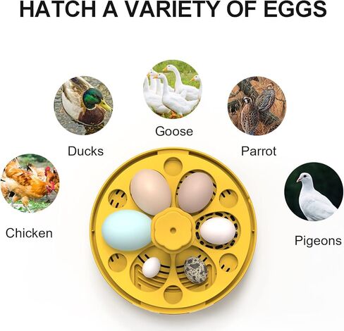 حاضنة البيض HOWUXZO لتفريخ البيض، 6 بيضات حاضنة أوتوماتيكية كاملة، شمع البيض، حاضنة التحكم في درجة الحرارة والرطوبة لتفريخ الدجاج والبط والطيور والمزيد in Kuwait