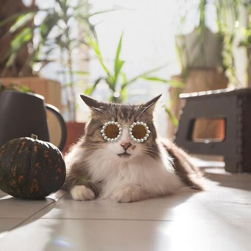 نظارات شمسية لطيفة على شكل قطة لؤلؤية، نظارات شمسية للحيوانات الأليفة للكلاب/القطط الصغيرة والمتوسطة، إكسسوارات أزياء الحيوانات الأليفة لحفلات الأعياد، أزياء نظارات الدمية للحيوانات الأليفة، نظارات للقطط، نظارات شمسية للكلاب للتصوير الفوتوغرافي في الحفلات in Kuwait