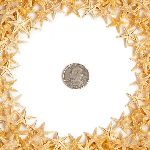 نجمة نجم البحر الصغيرة للحرف اليدوية، 0.4 بوصة إلى 1.2 بوصة سمكة نجمة صغيرة طبيعية لديكور الشاطئ وديكور المنزل DIY (120 قطعة) in Kuwait