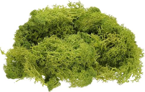 Preserved Reindeer Moss, 4 OZ Fake Moss for Crafts Artificial Dried Moss for Decoration, Craft, Terrariums, Potted Plants, Centerpieces Fairy Gardens (Chartreuse) in Saudi Arabia