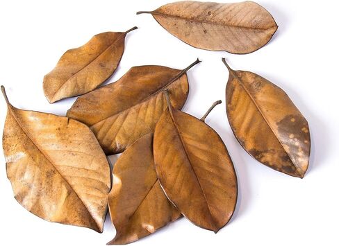 Galapagos (05150) Natural Magnolia Leaf Litter – Reptile Substrate for Bioactive Vivariums, Bearded Dragon, Gecko, and Snake Tank Accessories, 100% Natural Terrarium Décor, 4Qt in Kuwait