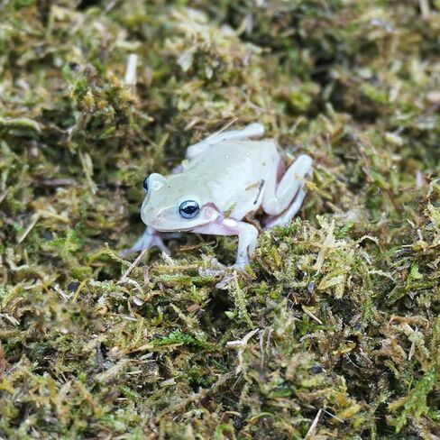 5oz Tree Frog Substrate, Ideal Toad House Terrarium Habitat Supplies in Saudi Arabia
